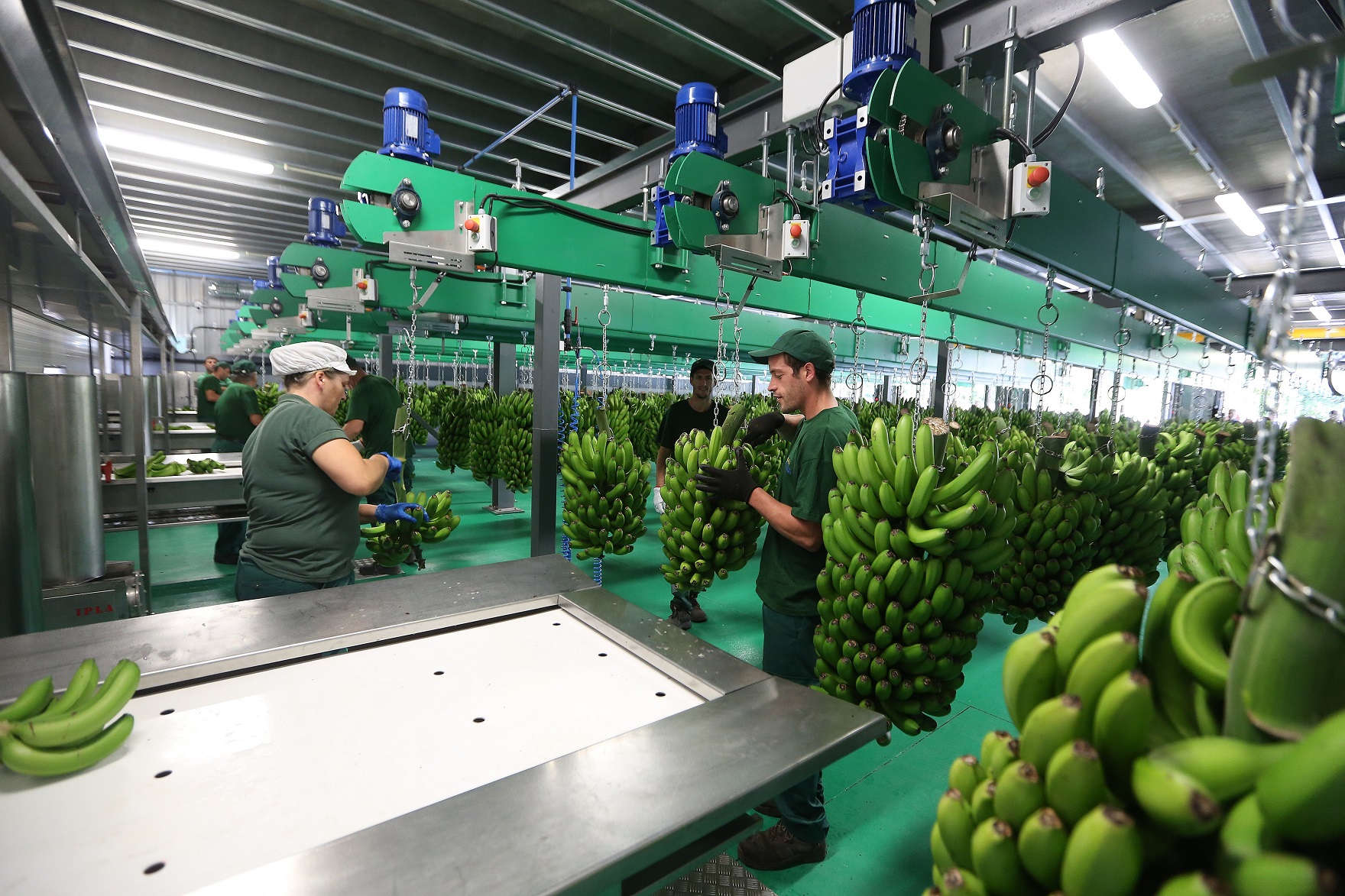 Centro de processamento da Ponta de Sol já processa 50% da banana