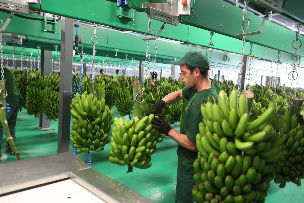 GESBA vital para o sector da Banana
