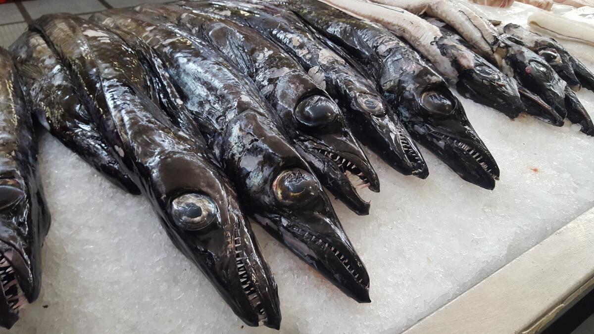 Região discute Plano de Gestão para a pesca de peixe-espada preto