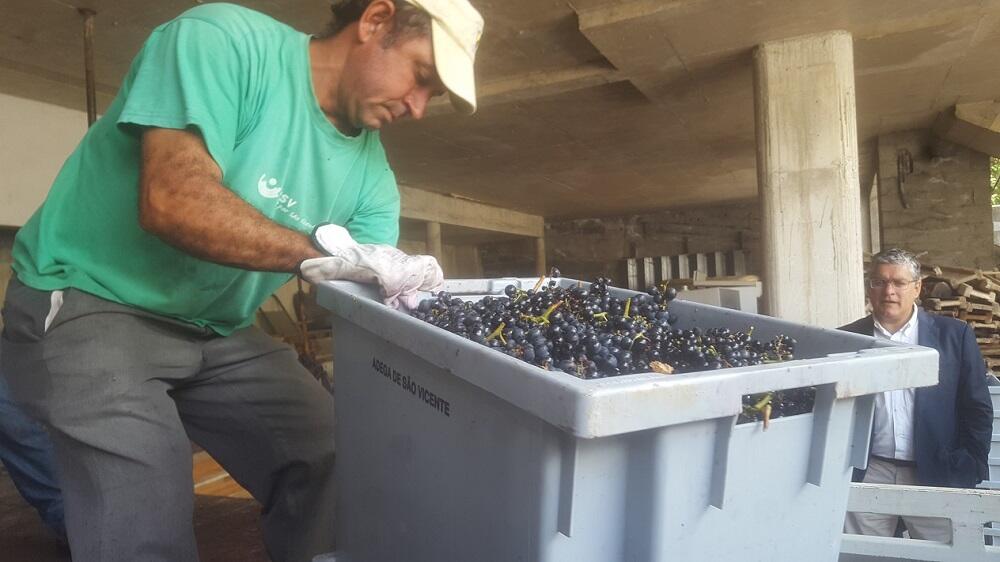 Humberto Vasconcelos acompanha escoamento de uvas