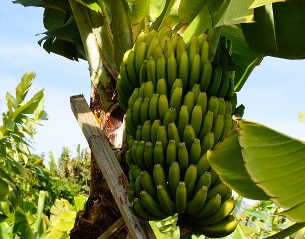 Casas do Povo colaboram com produtores de banana 
