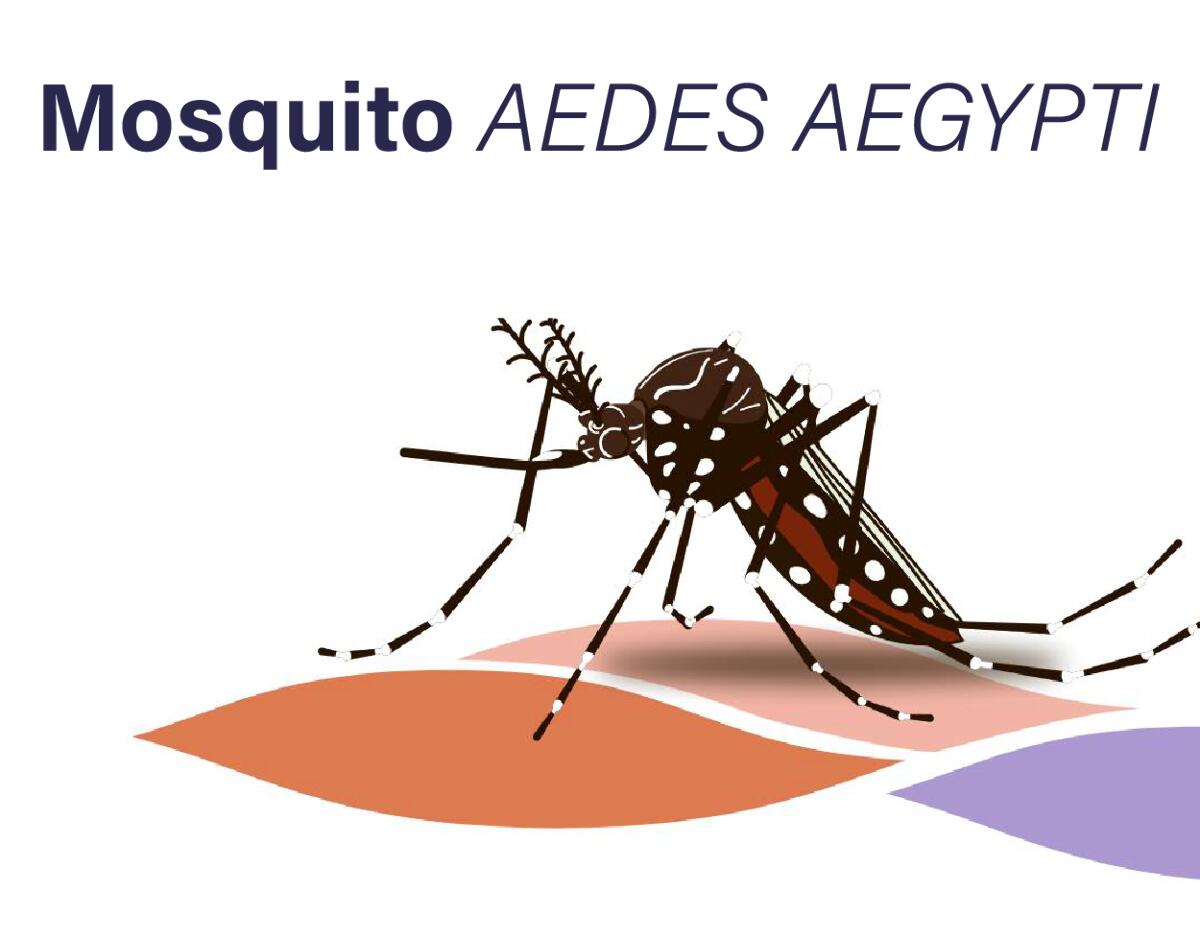 Mosquito AEDES AEGYPTI