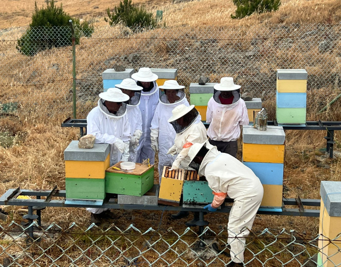 Formação sobre multiplicação de enxames de abelhas