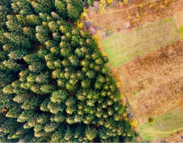 Apoio à aplicação do Regulamento Desflorestação da UE