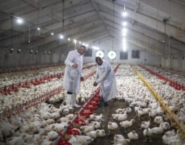 CE adota regras harmonizadas sobre vacinação dos animais