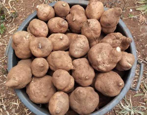 CE aprova Batata-Doce da Madeira como indicação geográfica protegida