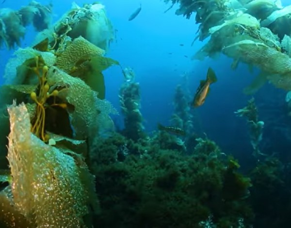 Tratado sobre o Alto Mar para a proteção da biodiversidade marinha