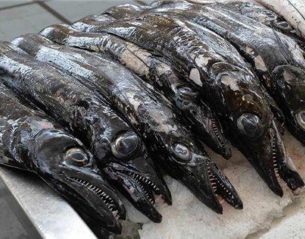 CE dá "luz verde" à renovação da frota de pesca do peixe-espada-preto