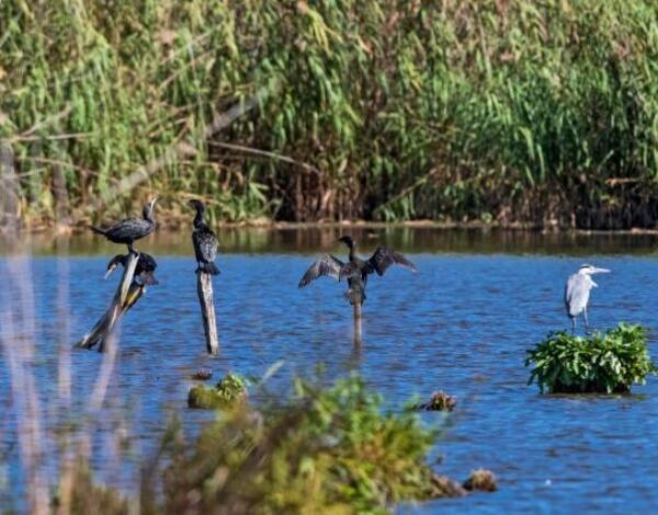 Novos projetos LIFE para apoiar transição ecológica