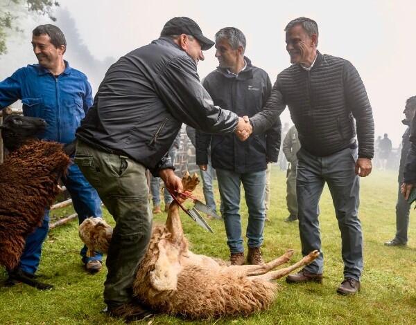 Mais de 600 ovelhas tosquiadas no Chão dos Terreiros