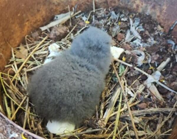 Já nasceu a primeira cria de 2025 da Freira-da-Madeira