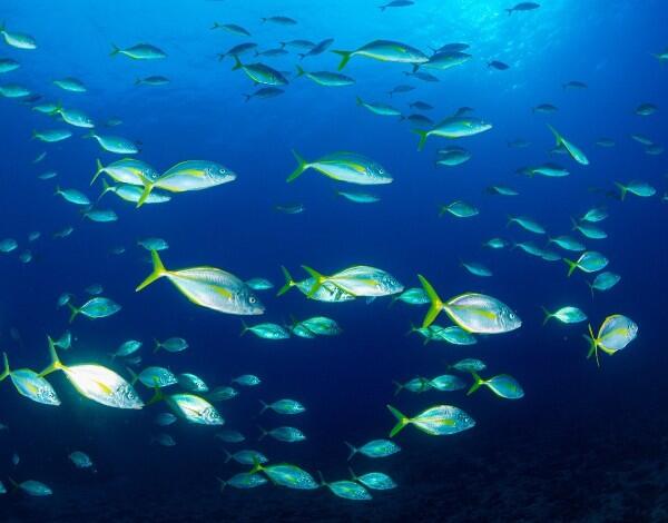 Madeira no “Diving Talks International” com apresentação sobre áreas marinhas protegidas e mergulho