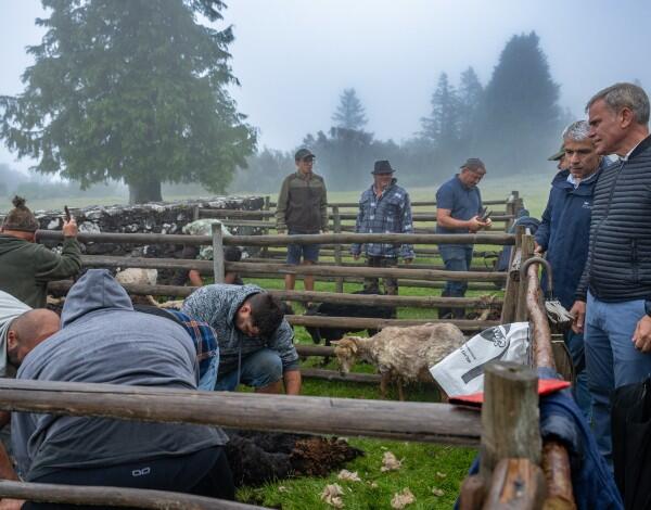 IFCN recupera Ovil do Chão das Feiteiras para apoio ao pastoreio ordenado