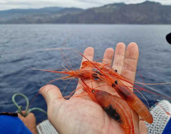 Secretaria Regional de Mar e Pescas promove campanha - Gamba-da-Madeira 2022