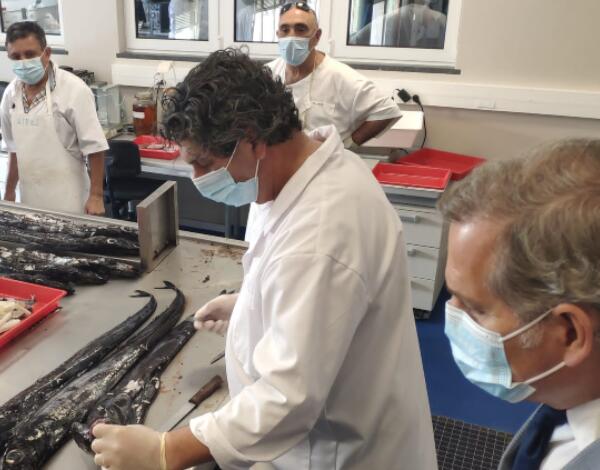 Governo faz estudos para convencer Bruxelas  a levantar proibição da captura da “Gata”