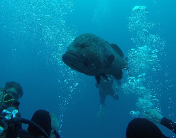 Mero e peixe-cão com proteção total a partir de 1 de agosto