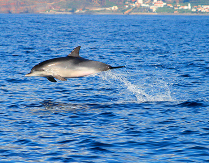 Madeira recebe certificação  “Wildlife Heritage Areas”