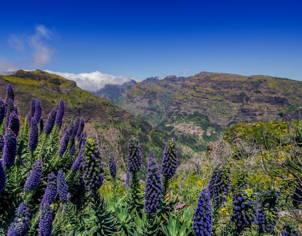 Madeira novamente nomeada para "Melhor Destino Insular da Europa" 2026