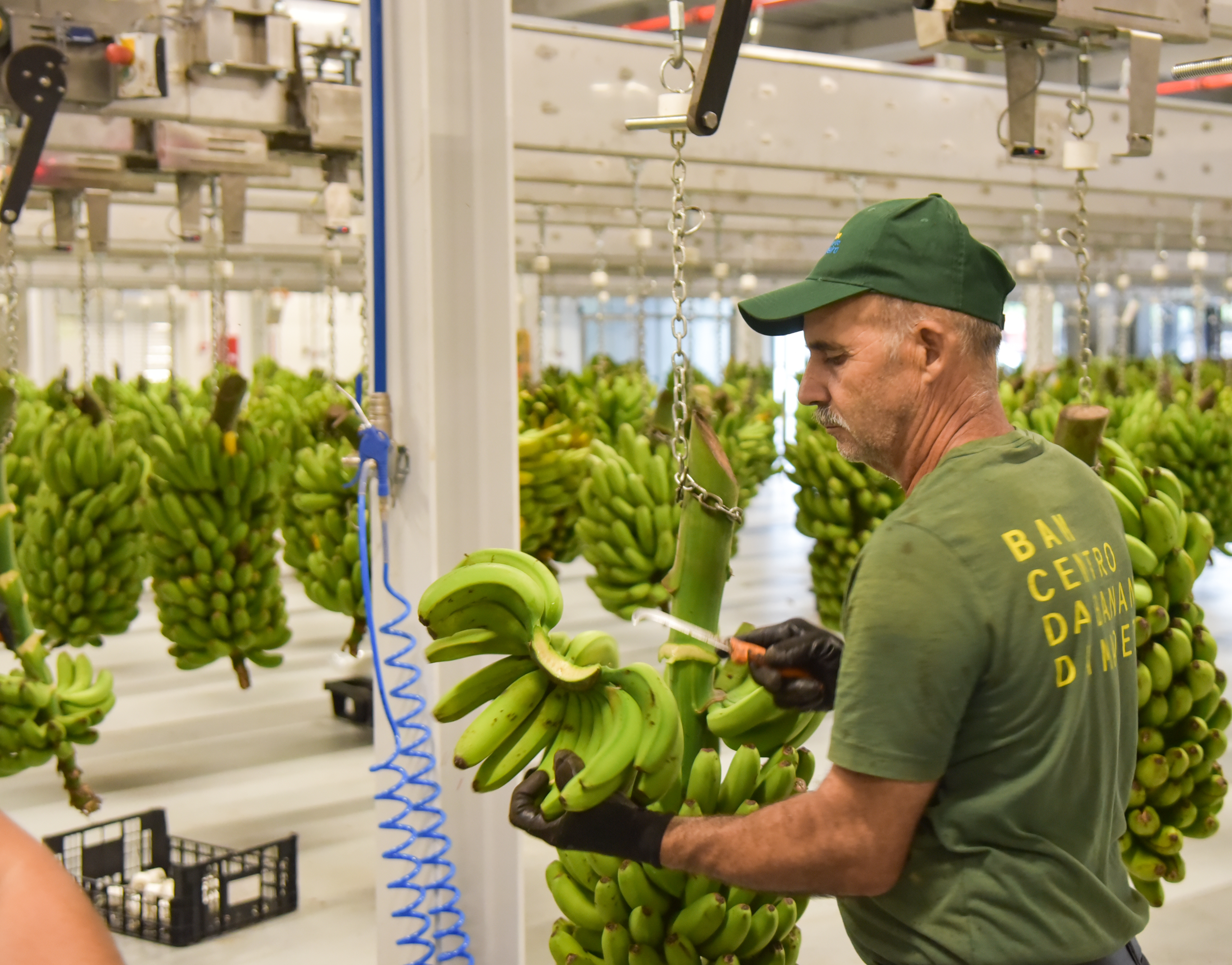 Novo centro de banana a operar a 100%