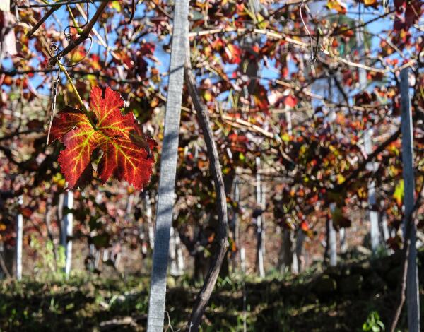 Apoio à casta Tinta Negra ronda os 491 mil euros