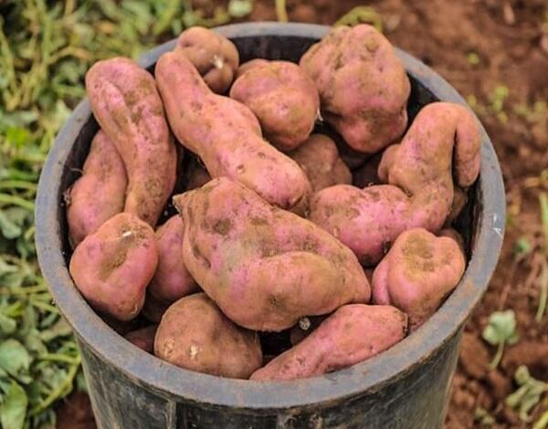 Batata-doce da Madeira já é Denominação de Origem Protegida