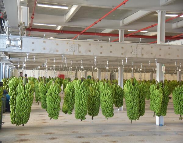 GESBA celebra contrato de seguro de colheita para produtores