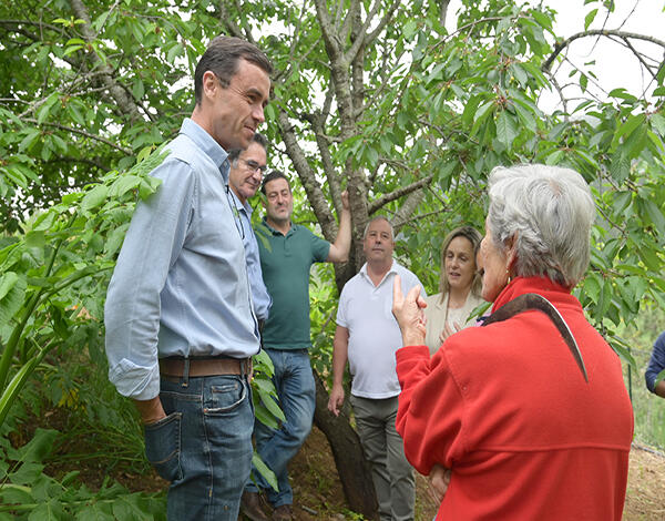 Produção de cereja deverá retomar a normalidade este ano