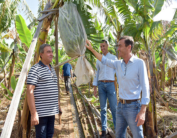 Governo Regional pretende eliminar o plástico na banana