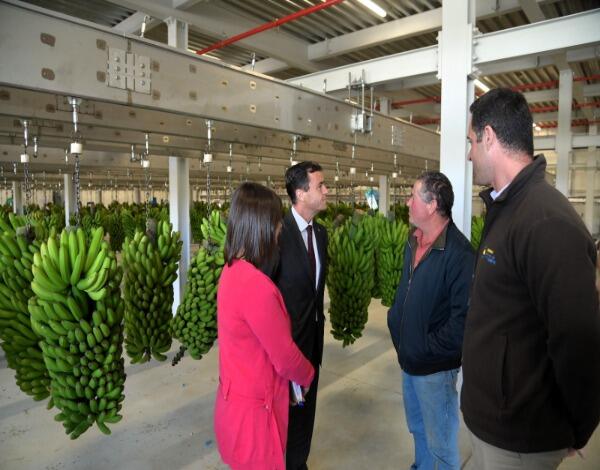 Bananicultores com mais rendimento