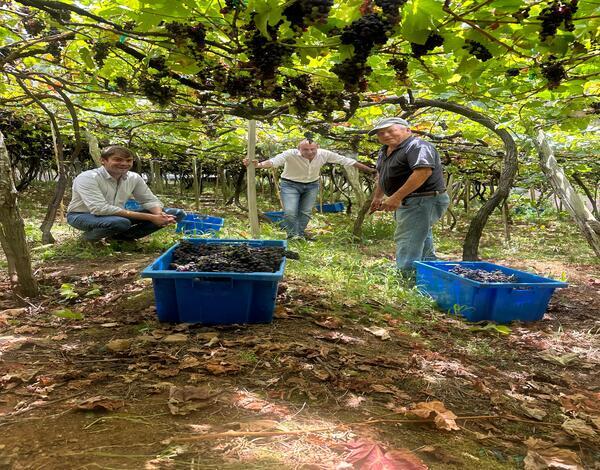 Adega de São Vicente alvo de requalificação
