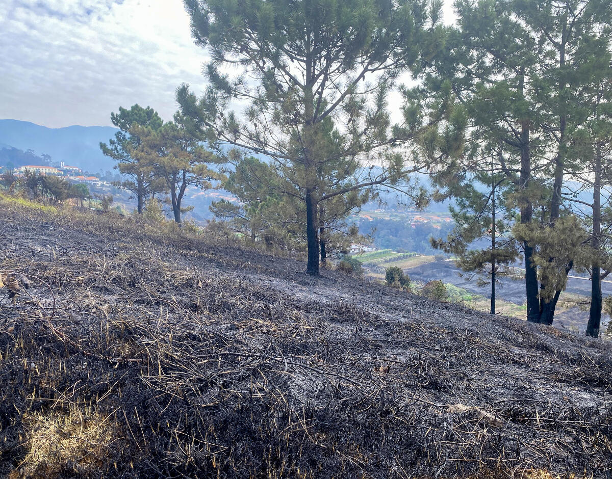 Notificação de prejuízos