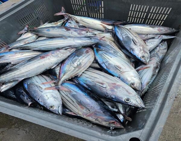 Pesca de atum durante mais tempo