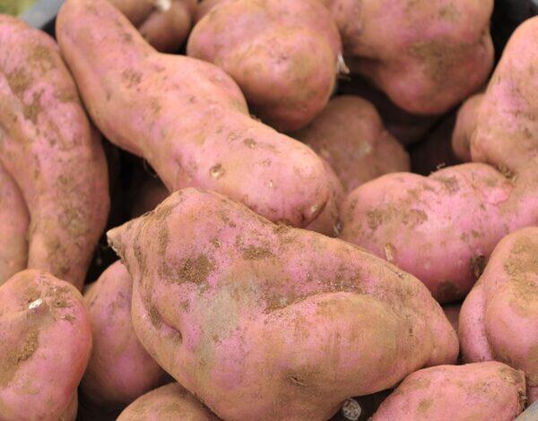 Batata-doce da Madeira a caminho da Denominação de Origem Protegida