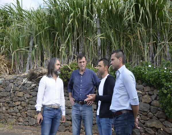 Governo Regional vai compensar os produtores  de cana-de-açucar