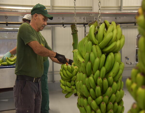 GESBA já pagou 11 milhões de euros aos bananicultores este ano