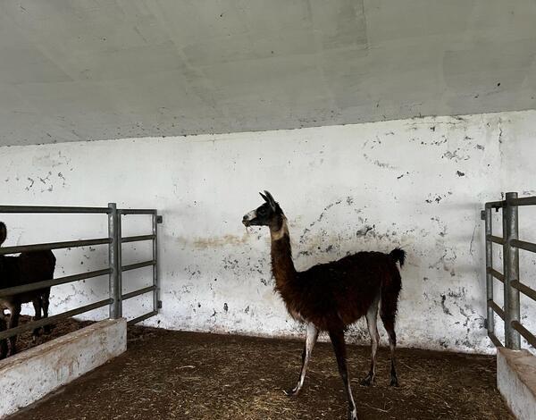 Animais da Quinta dos Prazeres na Estação Zootécnica
