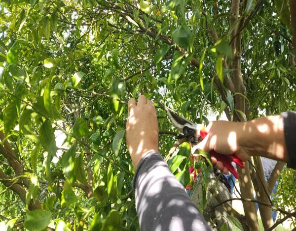 Sessão prática sobre a poda de citrinos