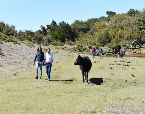 Governo Regional apoia Associações de Criadores de gado