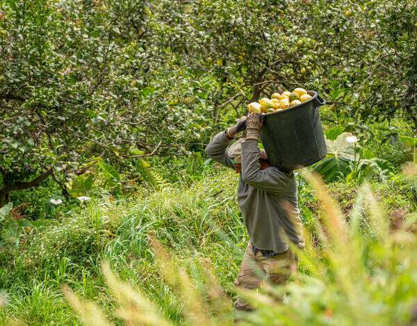 Produção de limão duplicou em quatro anos