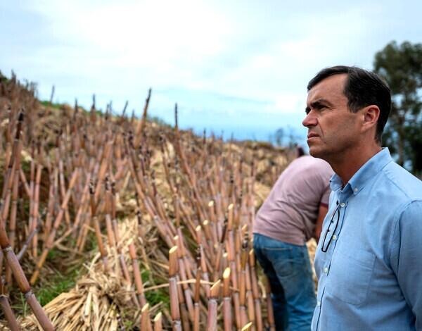 Valorização de cana atrai produtores