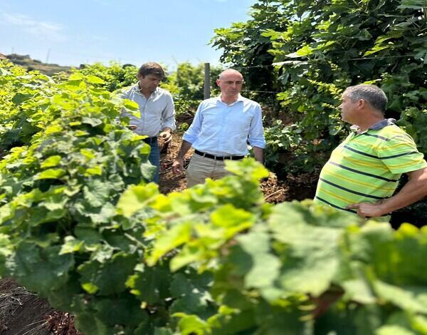 Escoamento de toda a produção de uvas garantido pelos operadores económicos regionais