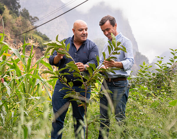 Governo Regional aposta na renovação dos soutos do Curral das Freiras