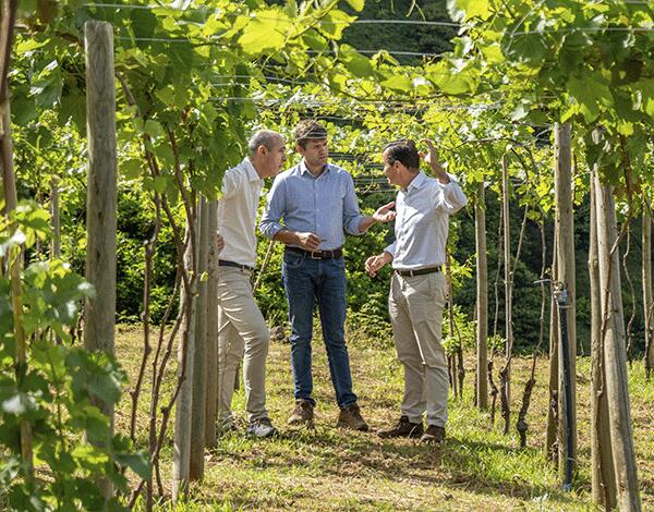 Laboratório vivo da viticultura madeirense está em São Vicente