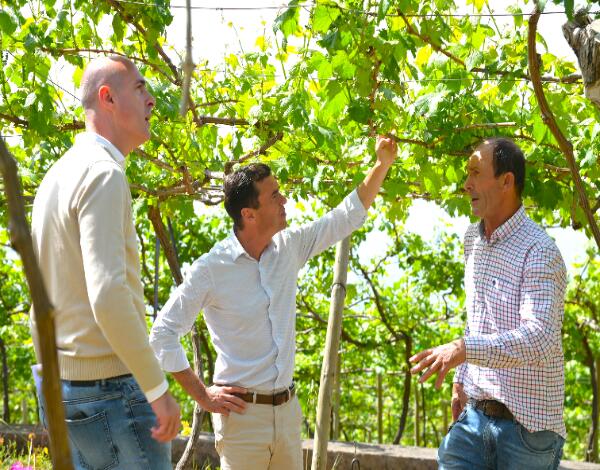 Governo Regional está comprometido com o sector vitícola