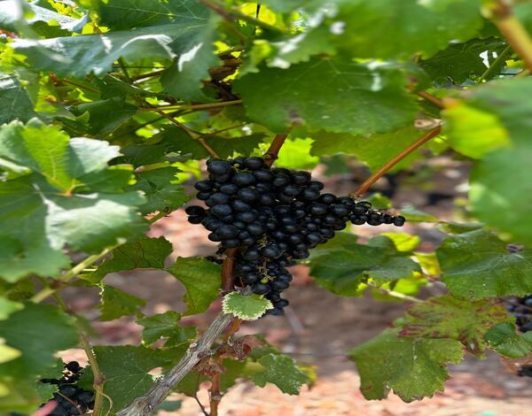 Governo transfere 978 mil euros para apoio às produções locais