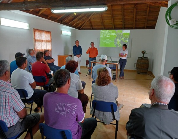 Agricultura aposta na produção de Pitaia no Porto Santo