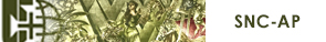 SNC-AP